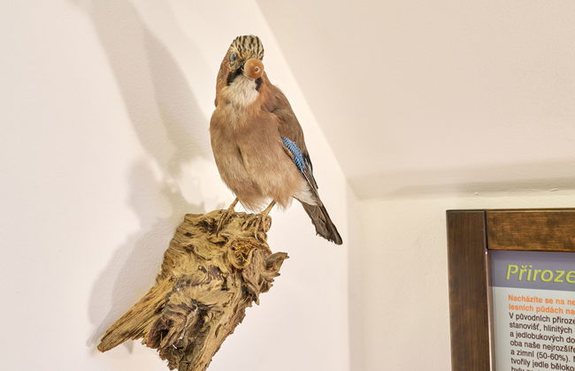 Mazurova chalupa - Foto 31