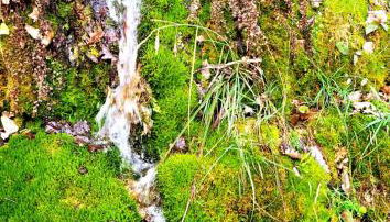 La JAVANAISE - Foto 4