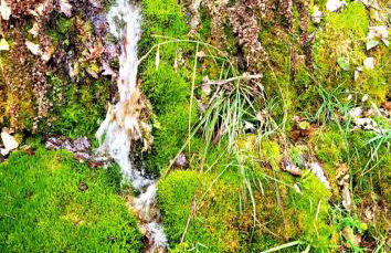 La JAVANAISE - Foto 4