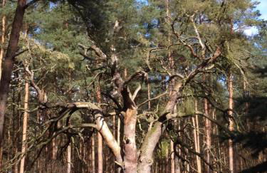 Haus Hanni - Foto 16