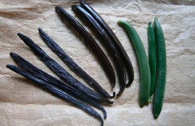 Vanilla Jungle Lodge - Bed & Breakfast - Foto 11