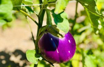 Amalfi Lodge - Foto 37