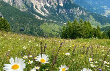 Cesa Bernard - Apartment Cima 12 e new Apartment Fraine - Foto 28