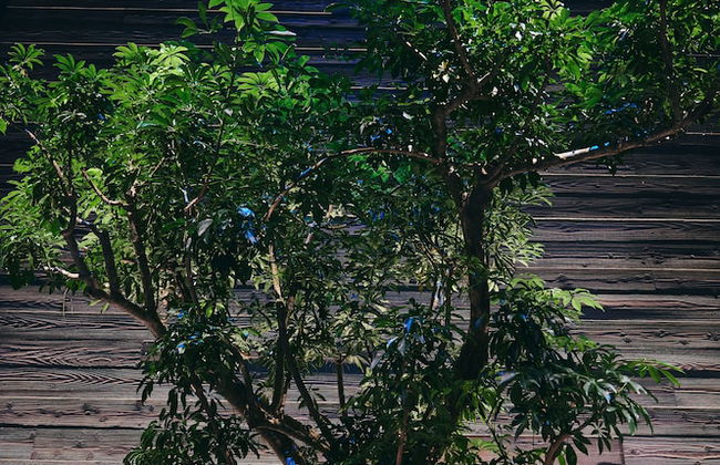 nol kyoto sanjo - Foto 2