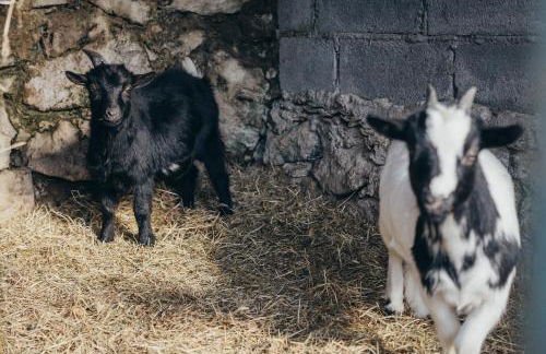 Casa da Carvalha - Foto 41