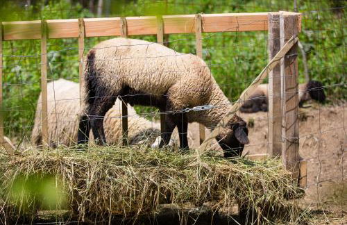 Polisena L'Altro Agriturismo Veg - Foto 39