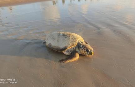 Tree Bies Resort Subaúma - Apartamento particular com Parque Aquático Infantil - Foto 50
