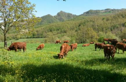 Agriturismo Il Falco del Monte Fumaiolo - Foto 19
