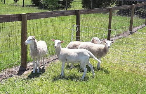 Little Ridge Ranch-East House Quiet Country Getaway-Pet Friendly! - Foto 30