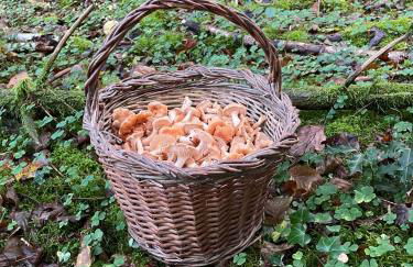 Appartement Louison jusqu'à 4 personnes - Foto 13