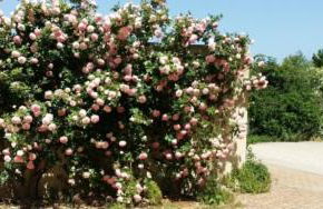 Case Fiorite - Foto 35