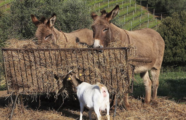 Agriturismo Belvedere Pierini e Brugi - Foto 22
