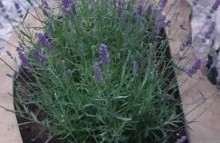 Apartments Cocaletto5 - Foto 21