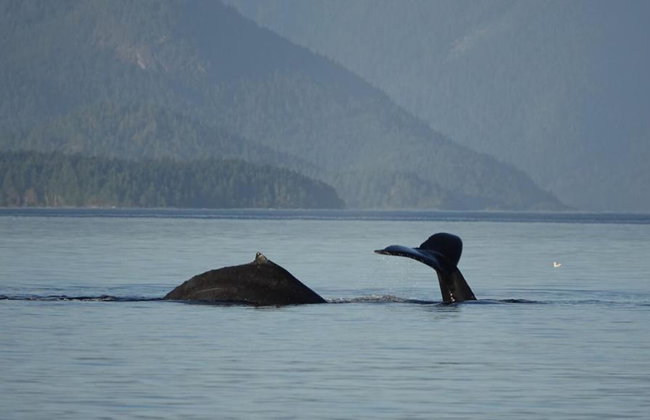 6 Hour Whale and Wildlife Boat Tour - Foto 13