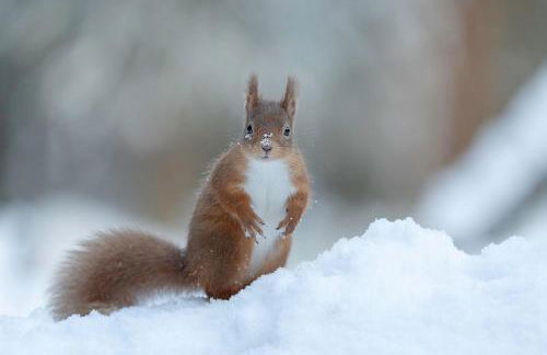 Birch Lodge, Pitlandie - Luxury 2 Bedroom Lodge with Sauna - Photo 33