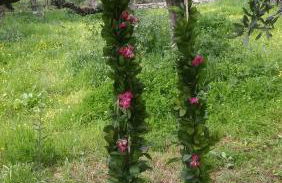 Mythies - Holiday Houses in Mani - Foto 30