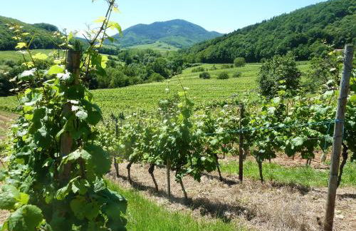 Appartement charmant à Epfig avec vue sur jardin - Foto 17