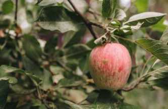 Luxury House, Walk to Downtown or Pioneer Park - Photo 60