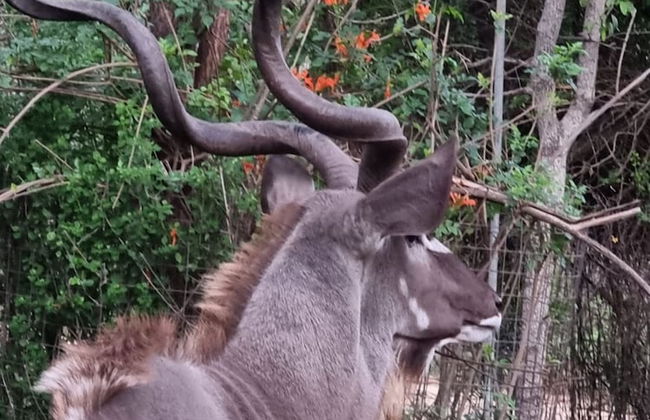 Klein Huisie Little House Self Catering Africa Bush Vacation In Marloth Park - Foto 14