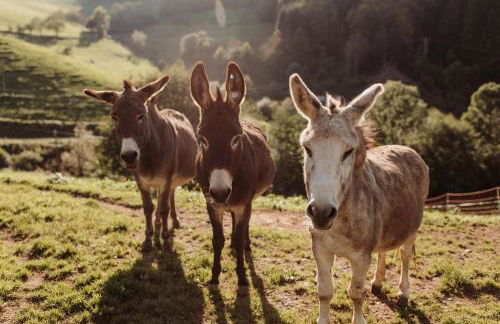 Jungbauernhof - Foto 12