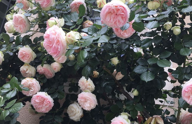 Holiday Home Vaison With Private Pool - Photo 27