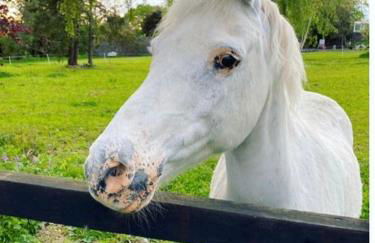 Little Woodbank - Foto 15