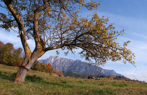 Agritur Maso Chemela - Foto 97