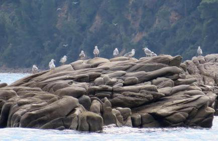 Spacious Villa close to an amazing Sithonia beach - Foto 76