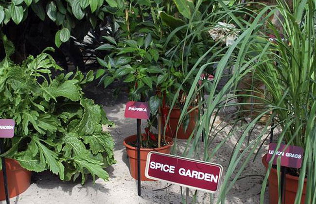 Découvrez Kandy - Excursion d'une Journée - Photo 5