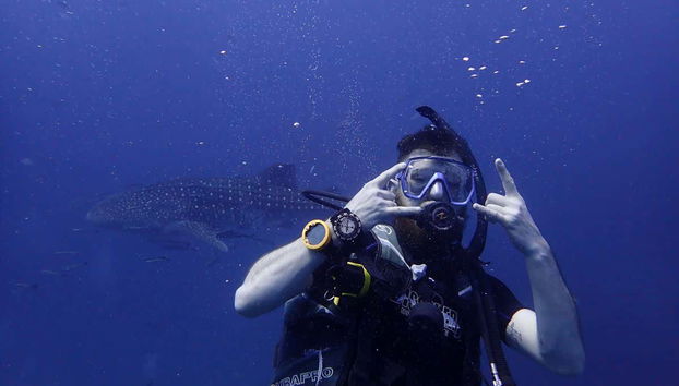 Mergulho em profundidade com um tubarão-baleia