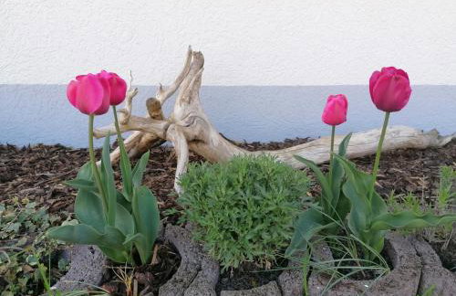 Boddenhus auf Rügen - Ferienwohnungen und Pension - Foto 22