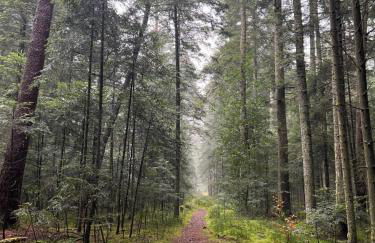 Ferienwohnung Schwarzwald Lodge - Foto 27