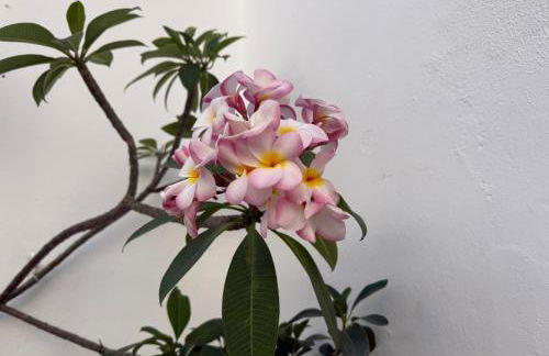 Donna Lola - Foto 25