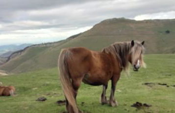 Compostelle Chemin Garazi - Foto 9