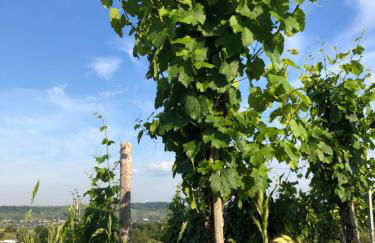 DreiländerOase - Foto 23