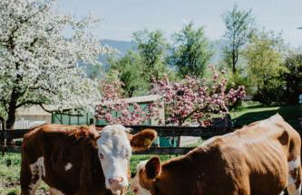 4 Sterne Ferienwohnung Hochries - Foto 13