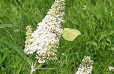 Gîte classé deux étoiles gite de France n 17 Signy-le-Petit - Foto 47