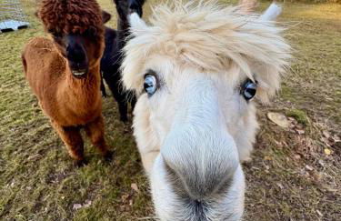 Ferienhaus im Grünen - Entspannen mit Alpakas - Foto 33