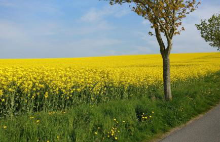 Ferien an der Ostsee - Foto 3