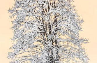 L'Orgelétaine : Grande Maison au milieu des Lacs du Jura - Foto 70