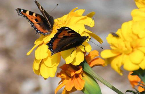 Sunset View one bedroom luxury cottage in an idyllic setting - Foto 60