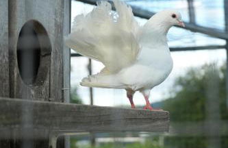 Quintinha de Sá - Foto 16