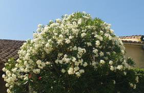 Mas des Pelissiers Chambre & Table d'hote - Foto 16