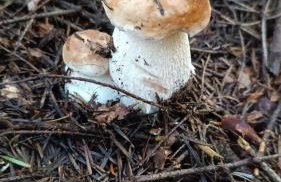 Dębowy Zakątek - Foto 44