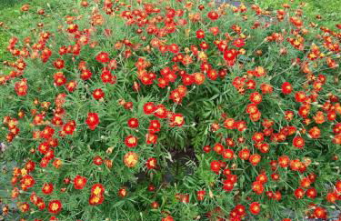 Dr. Cabral Barreto - Foto 13