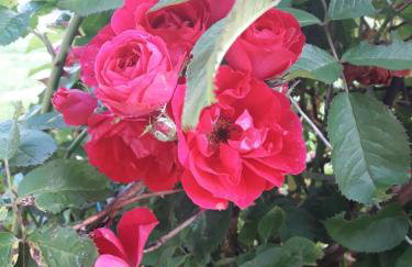 Mala Chatka - Photo 58