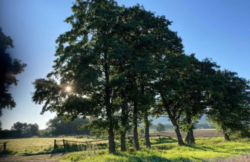 Ferienwohnungen bei der Purpurbuche - Foto 37