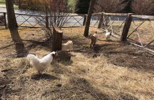 Petting Zoo! Hot Tub, 15 acres, stream & Romance! - Foto 34