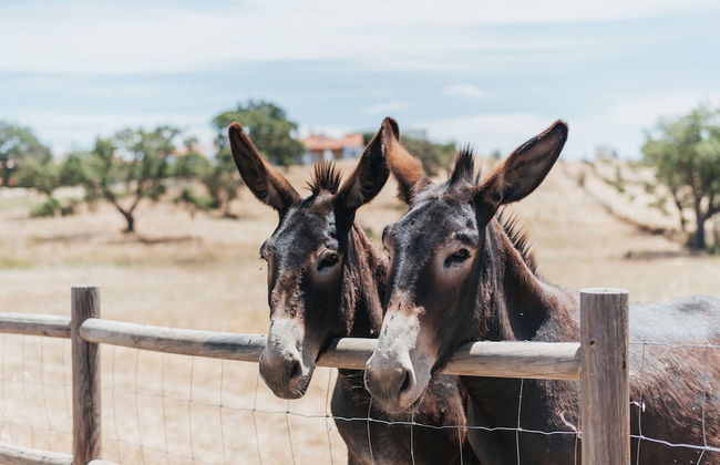 Monte do Giestal - Casas de Campo and Spa - Photo 28
