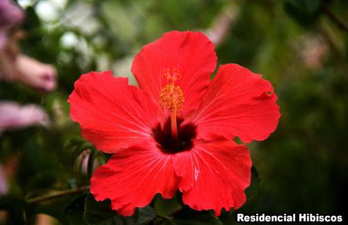 Residencial Hibiscos - Vista Mar - Foto 26